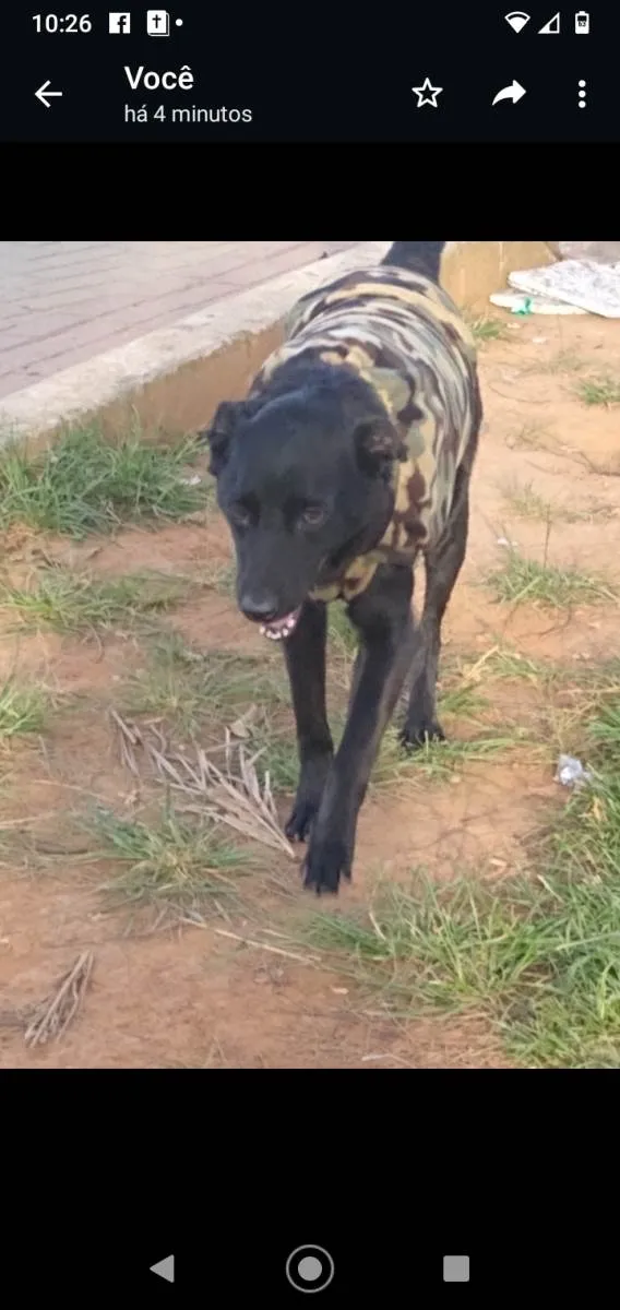 Cachorro ra a SRD-ViraLata idade 3 anos nome Negão 