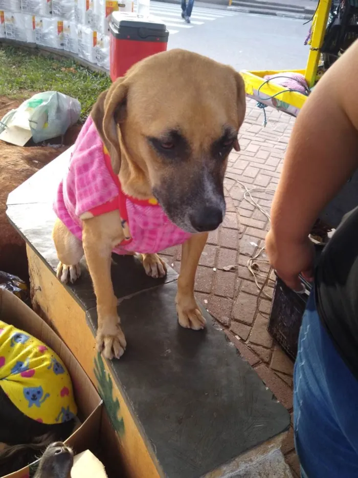 Cachorro ra a SRD-ViraLata idade 4 anos nome Mel