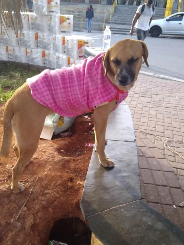 Cachorro ra a SRD-ViraLata idade 4 anos nome Mel