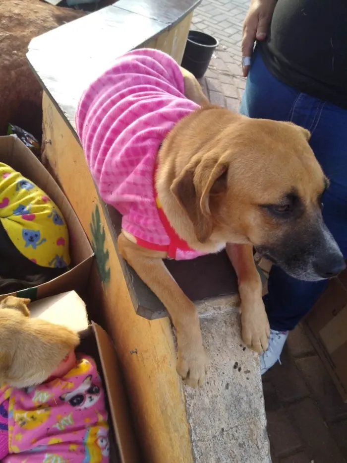 Cachorro ra a SRD-ViraLata idade 4 anos nome Mel