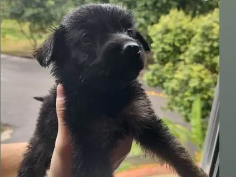 Cachorro raça SRD-ViraLata idade Abaixo de 2 meses nome Sem nome definido 