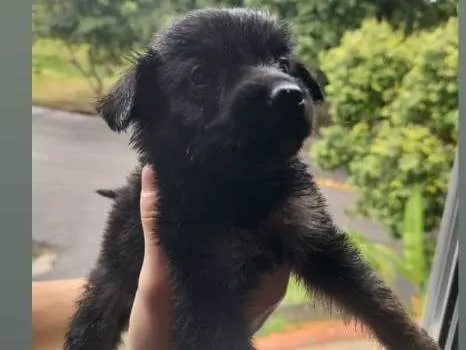 Cachorro raça SRD-ViraLata idade Abaixo de 2 meses nome Sem nome definido 