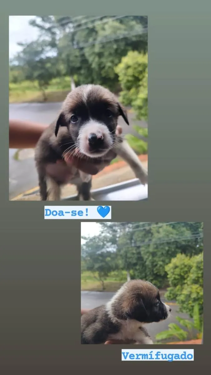 Cachorro raça SRD-ViraLata idade Abaixo de 2 meses nome Sem nome definido 