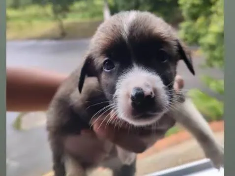 Cachorro raça SRD-ViraLata idade Abaixo de 2 meses nome Sem nome definido 