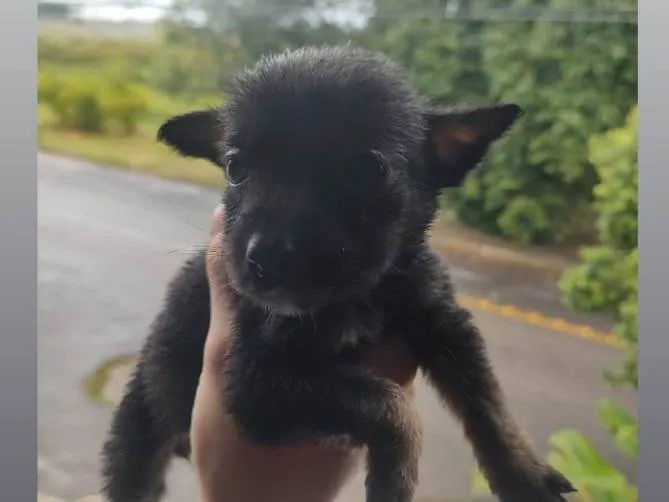Cachorro raça SRD-ViraLata idade Abaixo de 2 meses nome Sem nome definido 