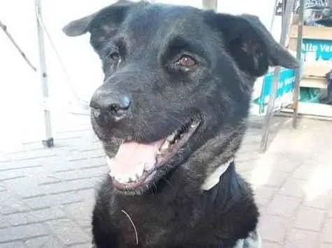 Cachorro ra a SRD-ViraLata idade 3 anos nome Negão 