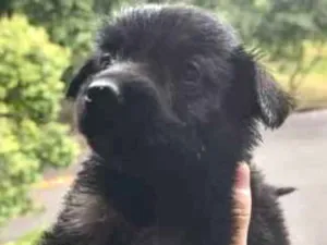 Cachorro raça SRD-ViraLata idade Abaixo de 2 meses nome Sem nome definido 