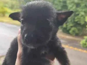 Cachorro raça SRD-ViraLata idade Abaixo de 2 meses nome Sem nome definido 