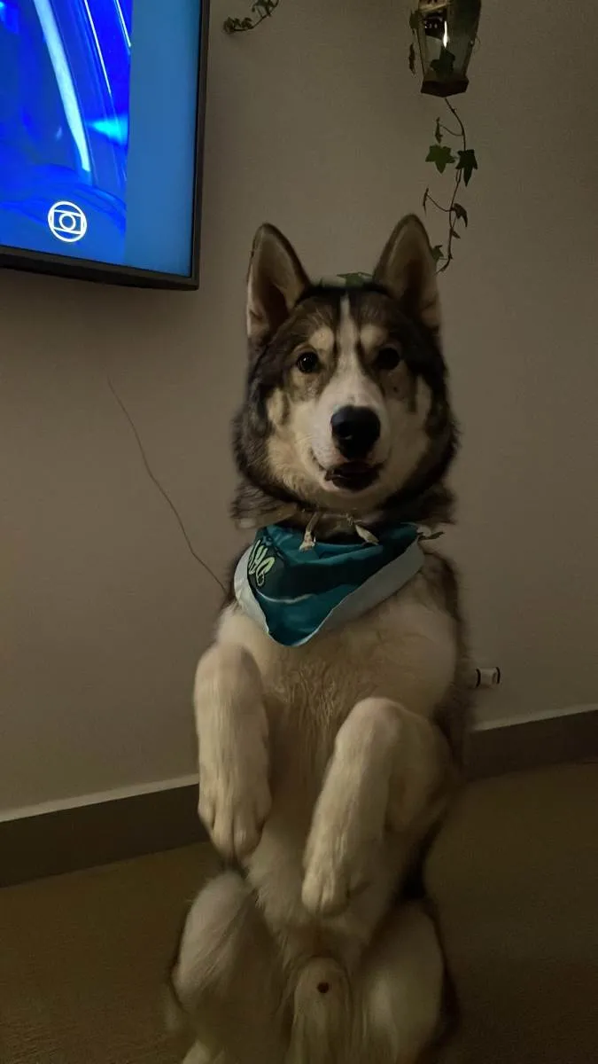 Cachorro ra a Husky Siberiano idade 2 anos nome JUNINHO