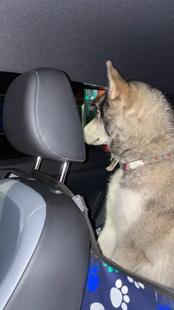 Cachorro ra a Husky Siberiano idade 2 anos nome JUNINHO