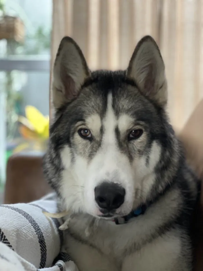 Cachorro ra a Husky Siberiano idade 2 anos nome JUNINHO
