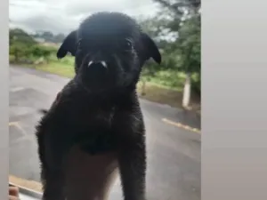 Cachorro raça SRD-ViraLata idade Abaixo de 2 meses nome Sem nome definido 