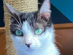 Gato raça Srd idade 7 a 11 meses nome Jurema