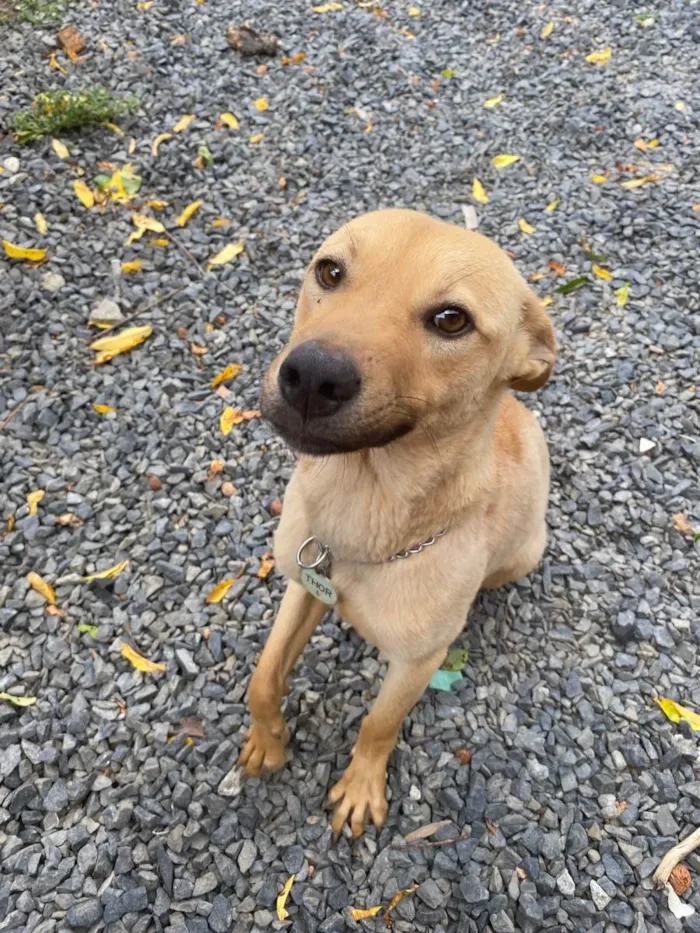 Cachorro raça SRD-ViraLata idade 1 ano nome Thor