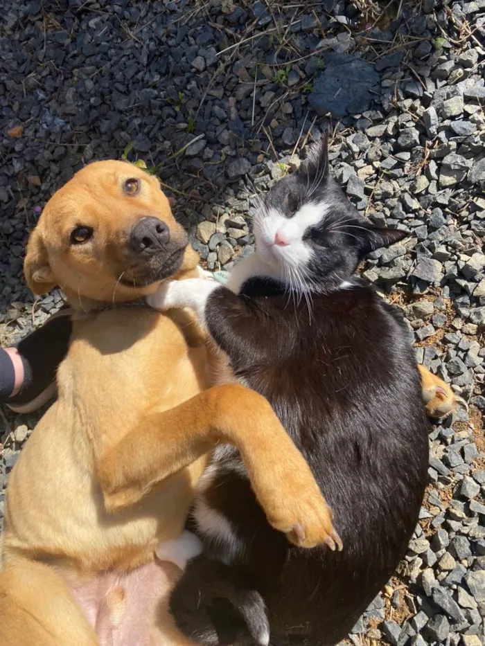 Cachorro raça SRD-ViraLata idade 1 ano nome Thor