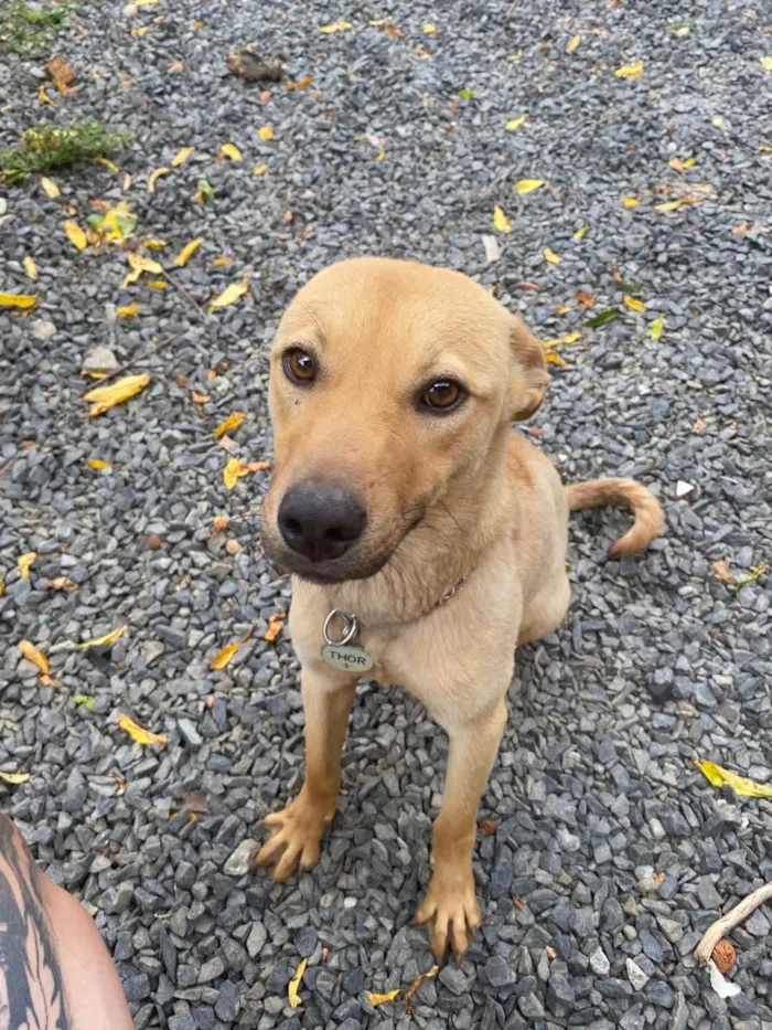Cachorro raça SRD-ViraLata idade 1 ano nome Thor