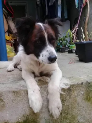 Cachorro raça São Bernardo idade 6 ou mais anos nome Spayk 