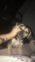 Rudi