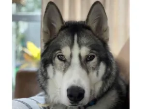 Cachorro raça Husky Siberiano idade 2 anos nome JUNINHO