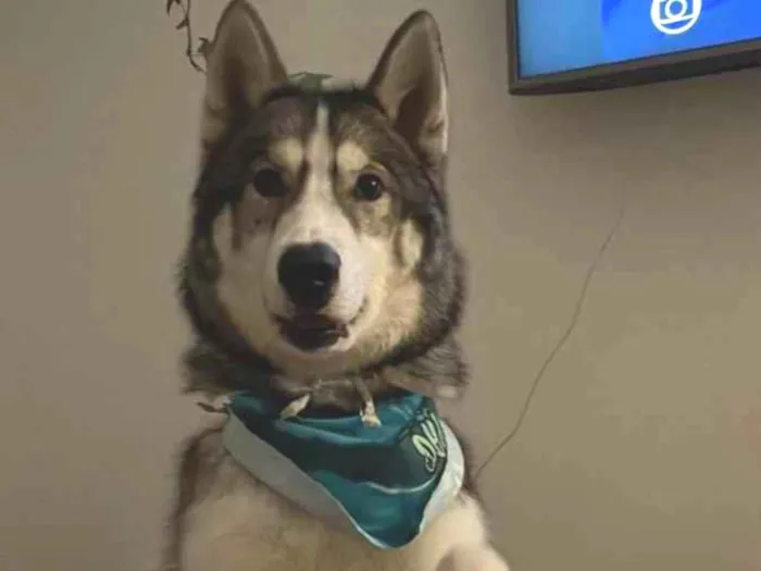 Cachorro ra a Husky Siberiano idade 2 anos nome JUNINHO