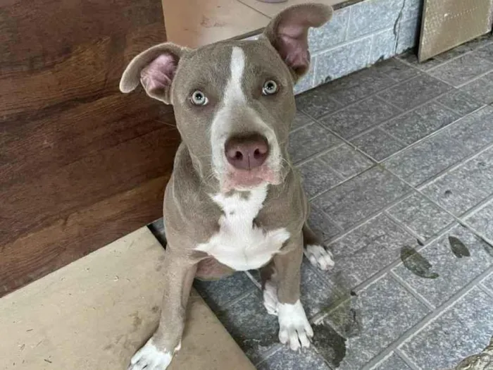 Cachorro raça Pit-Bull idade 7 a 11 meses nome Paloma