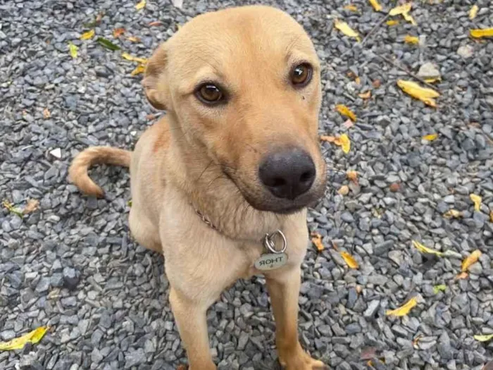 Cachorro raça SRD-ViraLata idade 1 ano nome Thor