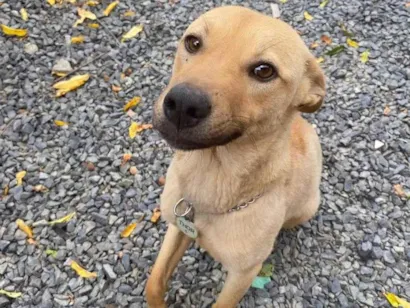 Cachorro raça SRD-ViraLata idade 1 ano nome Thor