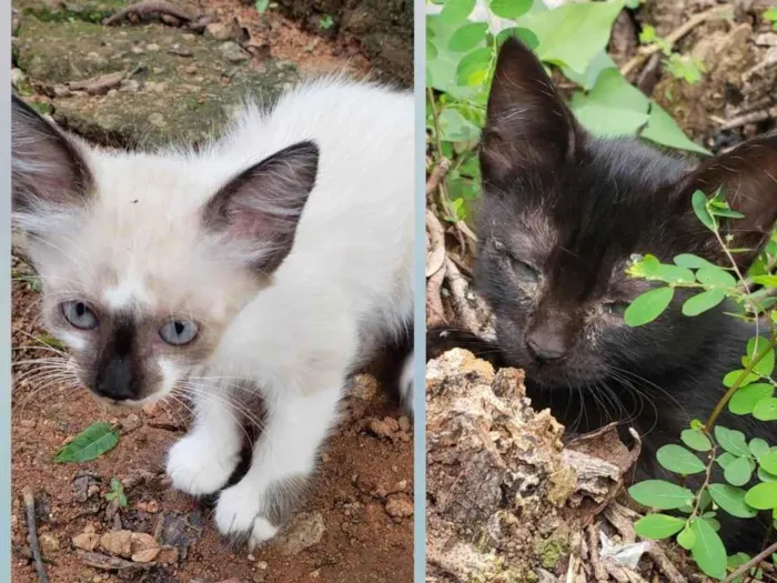 Gato ra a  idade Abaixo de 2 meses nome Sem nome 