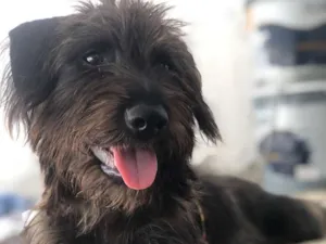 Cachorro raça SRD idade 2 a 6 meses nome Leona