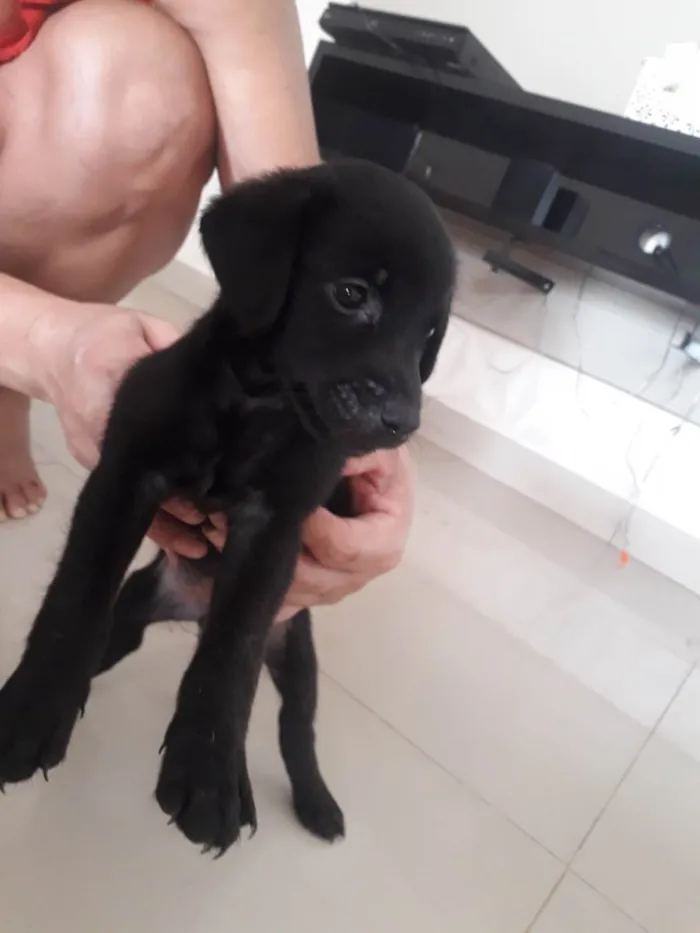 Cachorro ra a Poodle com srd idade 2 a 6 meses nome Filhotes