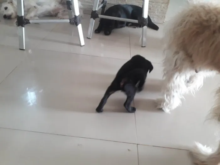 Cachorro ra a Poodle com srd idade 2 a 6 meses nome Filhotes