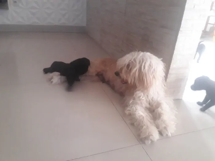 Cachorro ra a Poodle com srd idade 2 a 6 meses nome Filhotes