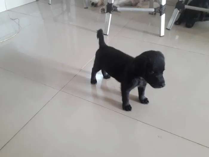 Cachorro ra a Poodle com srd idade 2 a 6 meses nome Filhotes