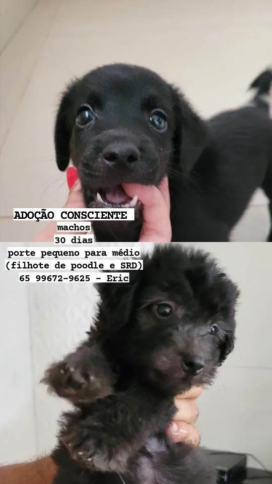 Cachorro ra a Poodle com srd idade 2 a 6 meses nome Filhotes