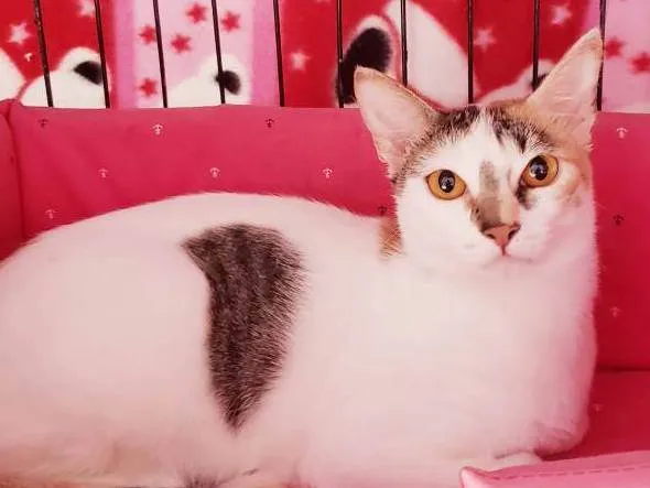 Gato ra a Srd  idade 3 anos nome Madhu