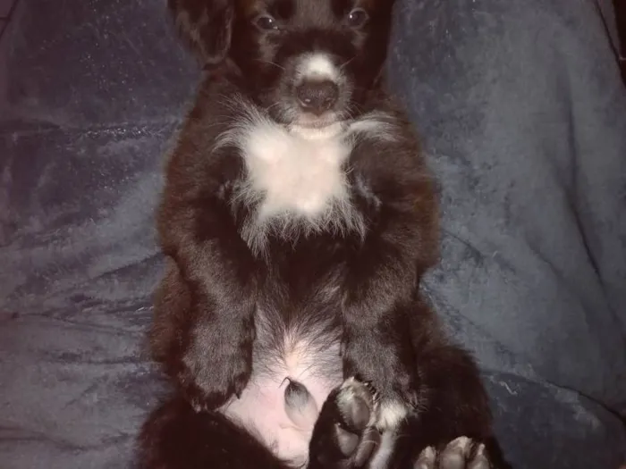 Cachorro ra a Não tem definição  idade Abaixo de 2 meses nome Sem nome 2