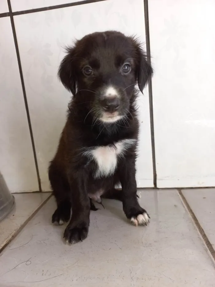 Cachorro ra a Não tem definição  idade Abaixo de 2 meses nome Sem nome 2