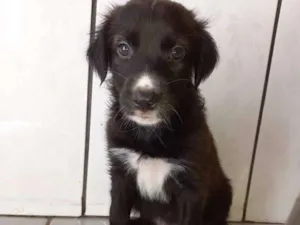 Cachorro raça Não tem definição  idade Abaixo de 2 meses nome Sem nome 2