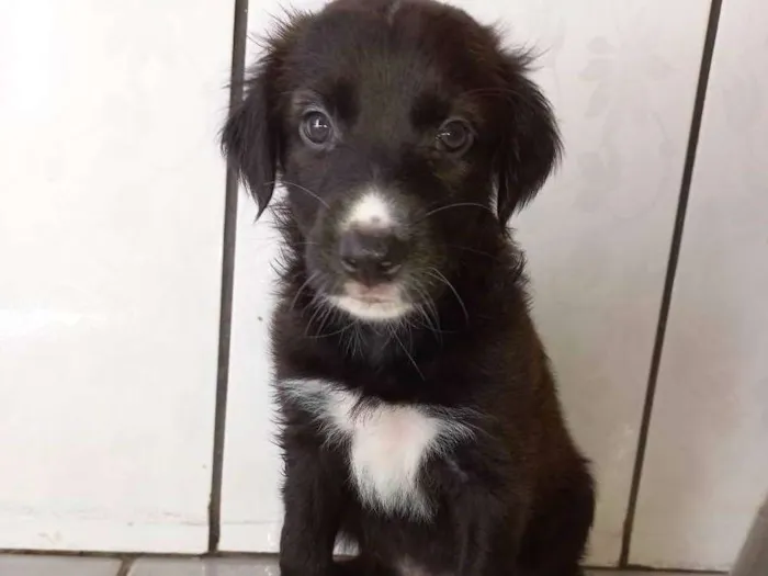 Cachorro ra a Não tem definição  idade Abaixo de 2 meses nome Sem nome 2