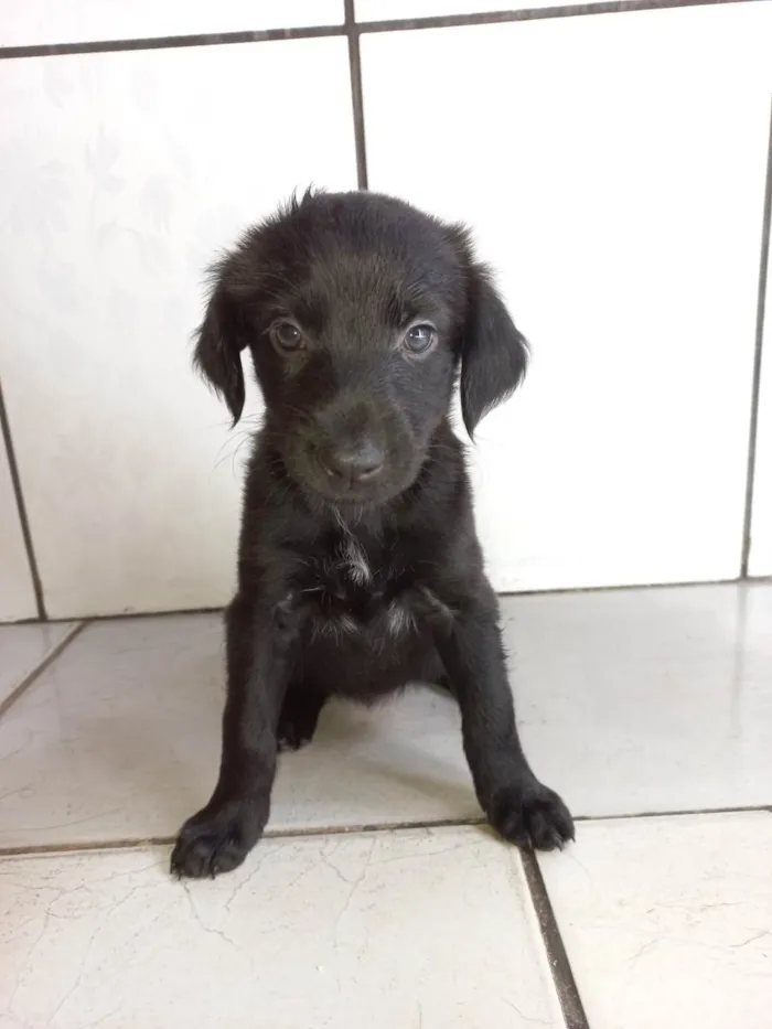 Cachorro ra a Não tem definição  idade Abaixo de 2 meses nome Esmeralda 