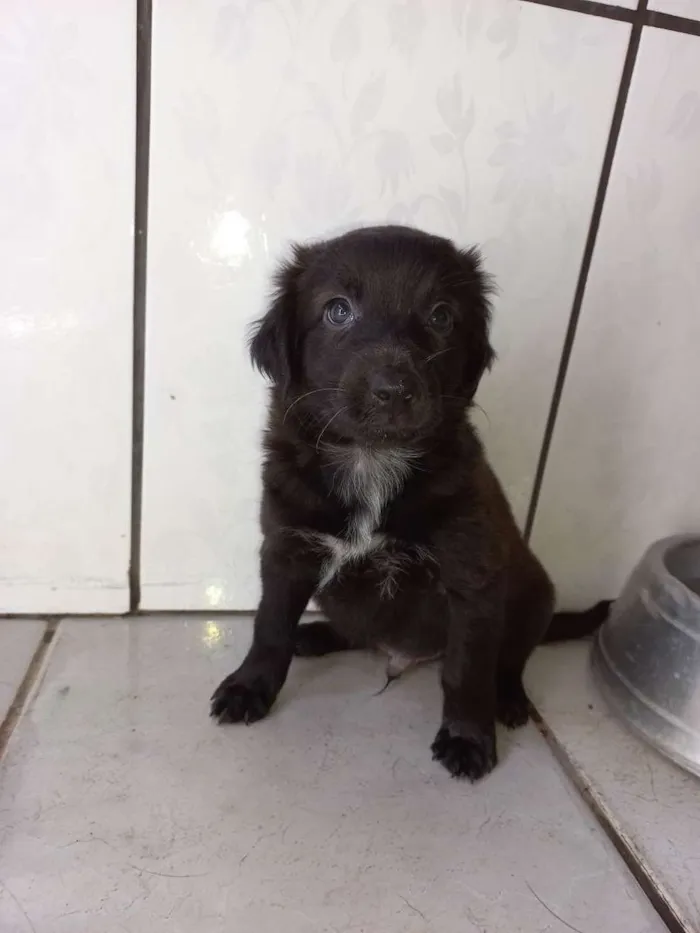 Cachorro ra a Não tem definição  idade Abaixo de 2 meses nome Sem nome 3