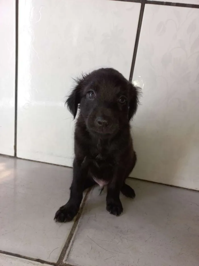 Cachorro ra a Não tem definição  idade Abaixo de 2 meses nome Sem nome 1