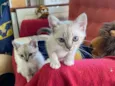 Gato raça Siamês idade Abaixo de 2 meses nome Vini e Tífani