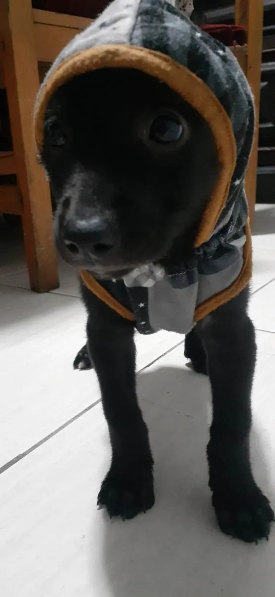 Cachorro raça Vira lata  idade 2 a 6 meses nome Doa se dois filhotes 