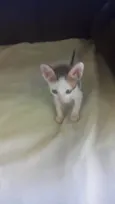 Esnobeu..chitara.feioso