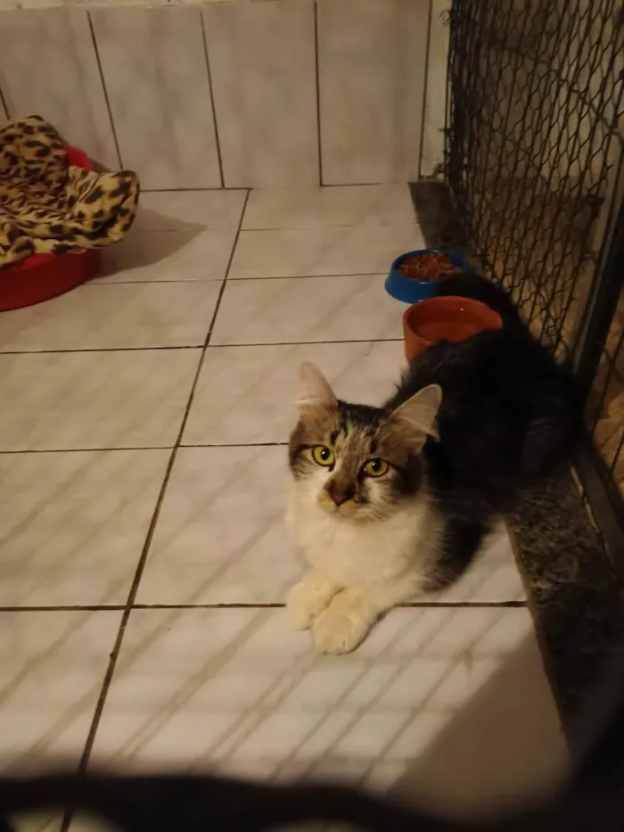 Gato raça SRD idade 1 ano nome Sem nome