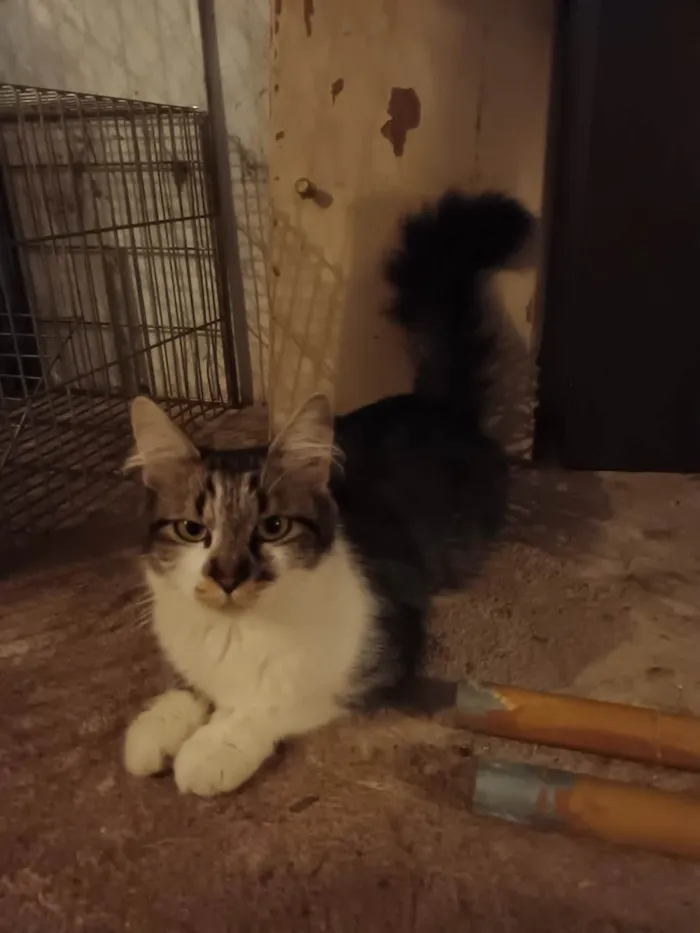 Gato raça SRD idade 1 ano nome Sem nome