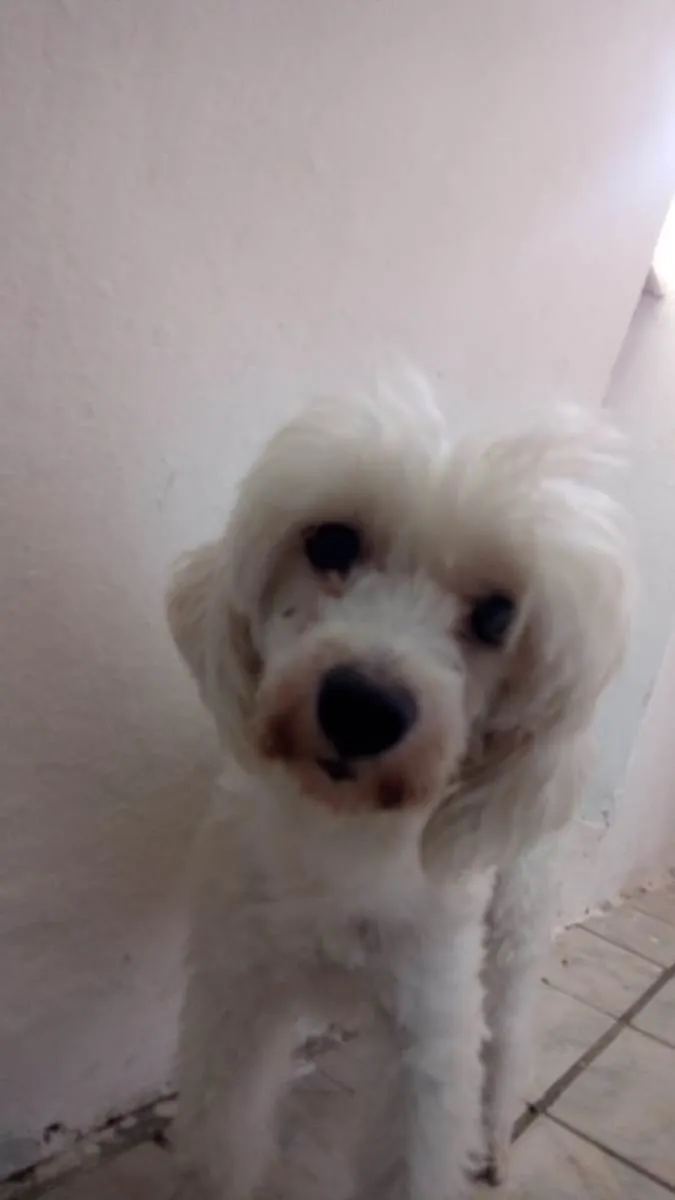 Cachorro raça Poodle idade 2 anos nome Toby