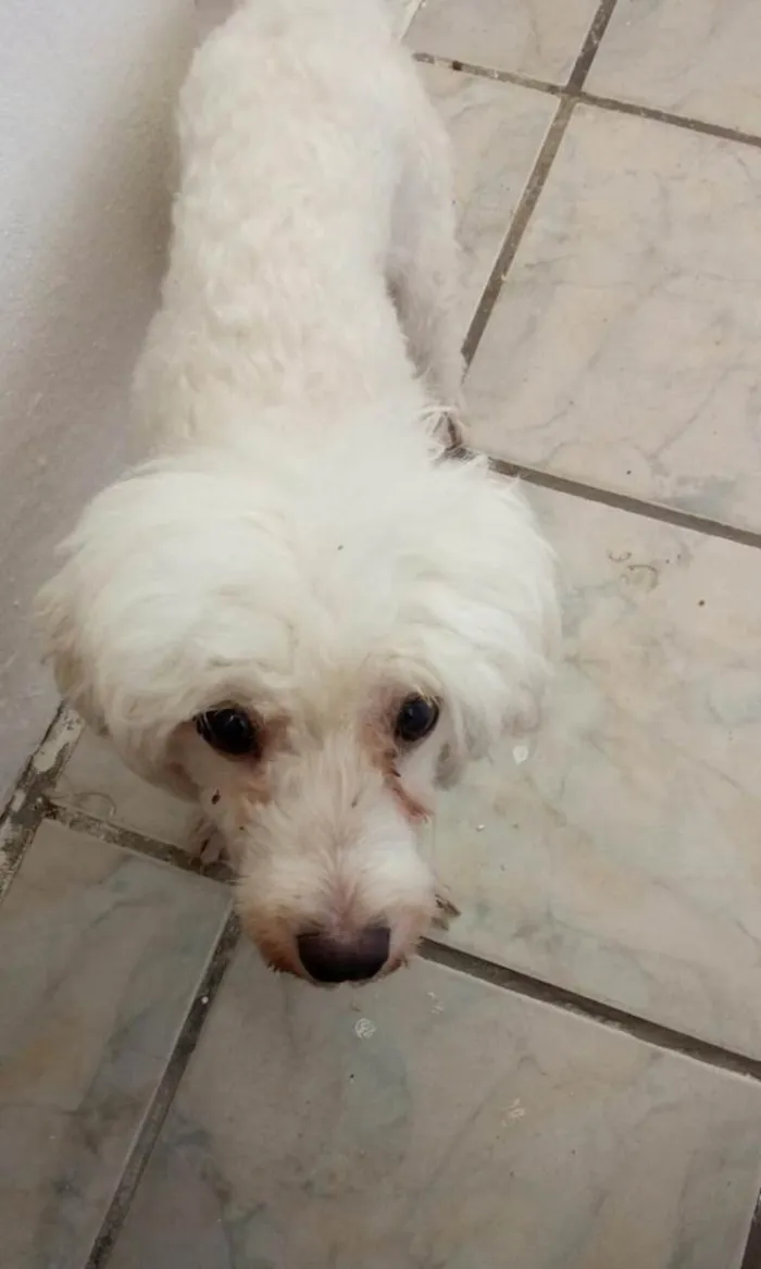 Cachorro raça Poodle idade 2 anos nome Toby