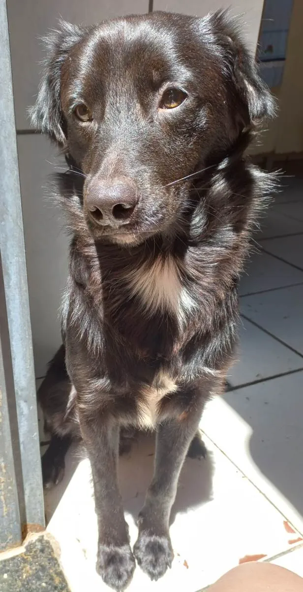 Cachorro ra a Não tem definição  idade 1 ano nome Caju
